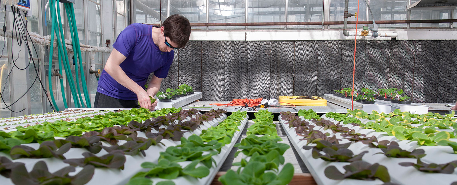 Horticulture student working in a greenhouse filled with rows of plants