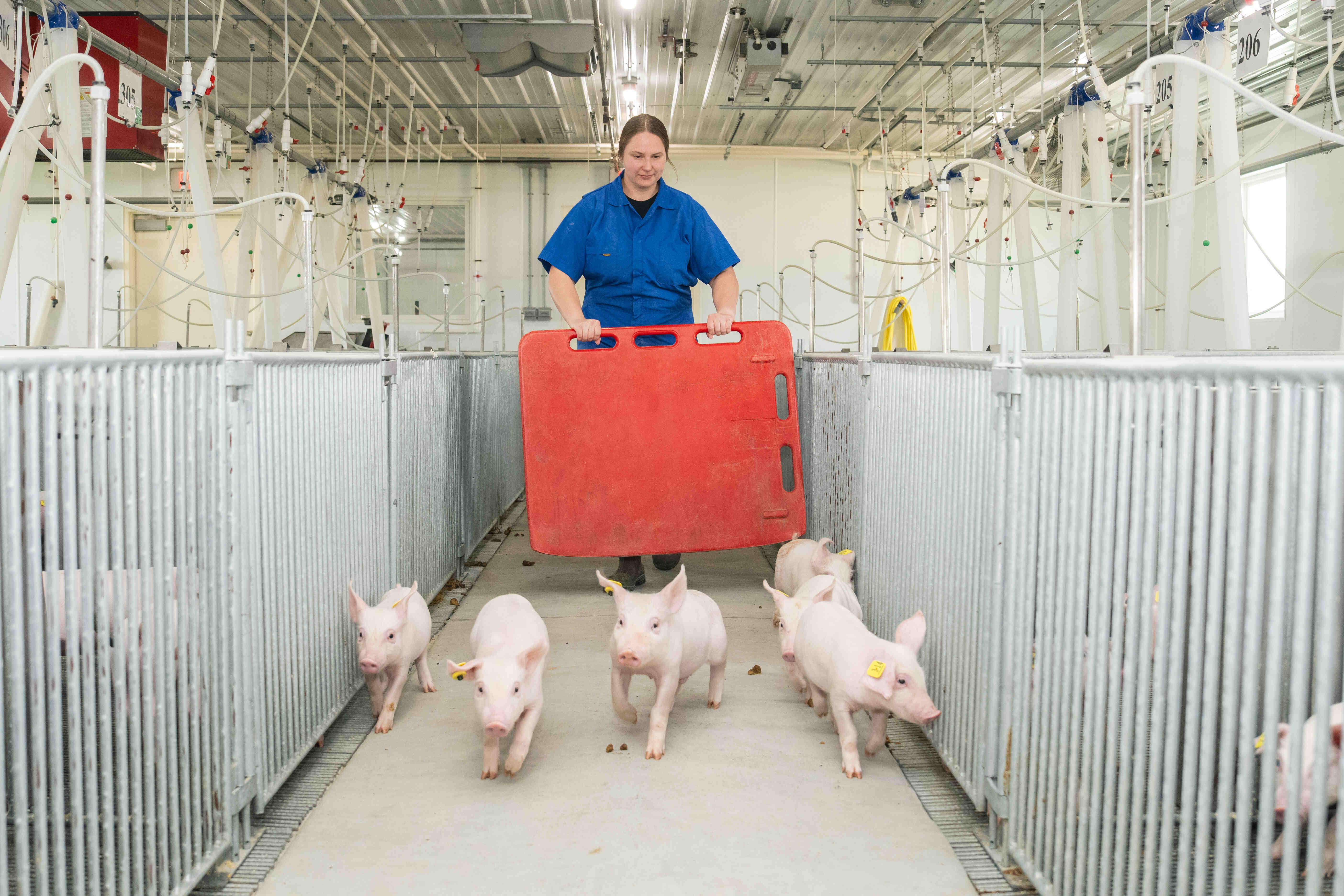 Swine Early Wean Nursery Facilities