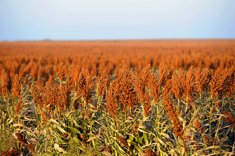 Plant Systems Sorghum