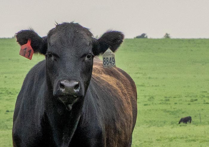 Stocker cattle stand in a pasture at Rannells Ranch under an overcast sky