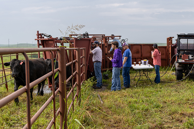 The Rannells Ranch team prepares stockers for shipping at the end of the grazing season.