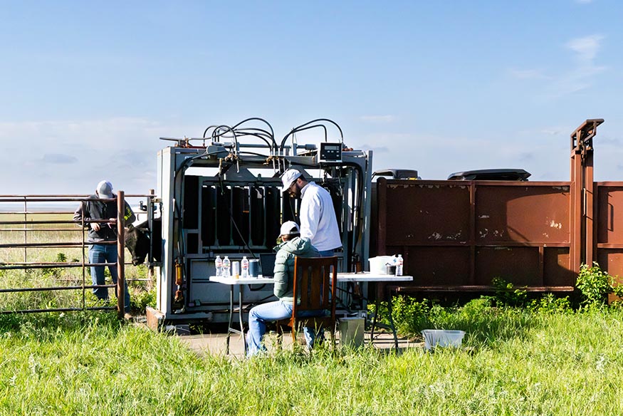 Graduate students at Rannells Ranch tag cattle before turnout for the 2026 grazing season