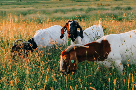 Goat grazing at the College of Agriculture’s goat unit