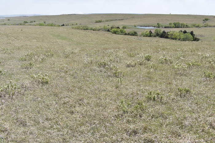 Before Prescribed Burn