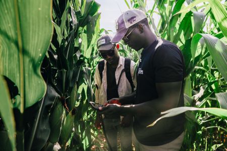 Photo of two students taking measurements in corn