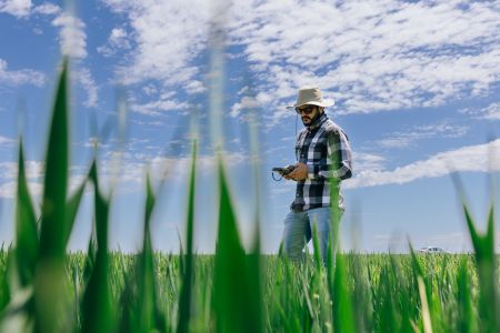 Photo of a doctoral student walking through wheat plots