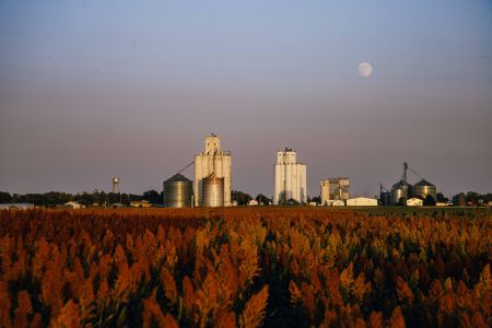 Photo of sorghum at the SWREC looking toward the Tribune grain elevators