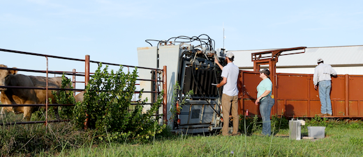 Working cattle at Rannells Ranch.