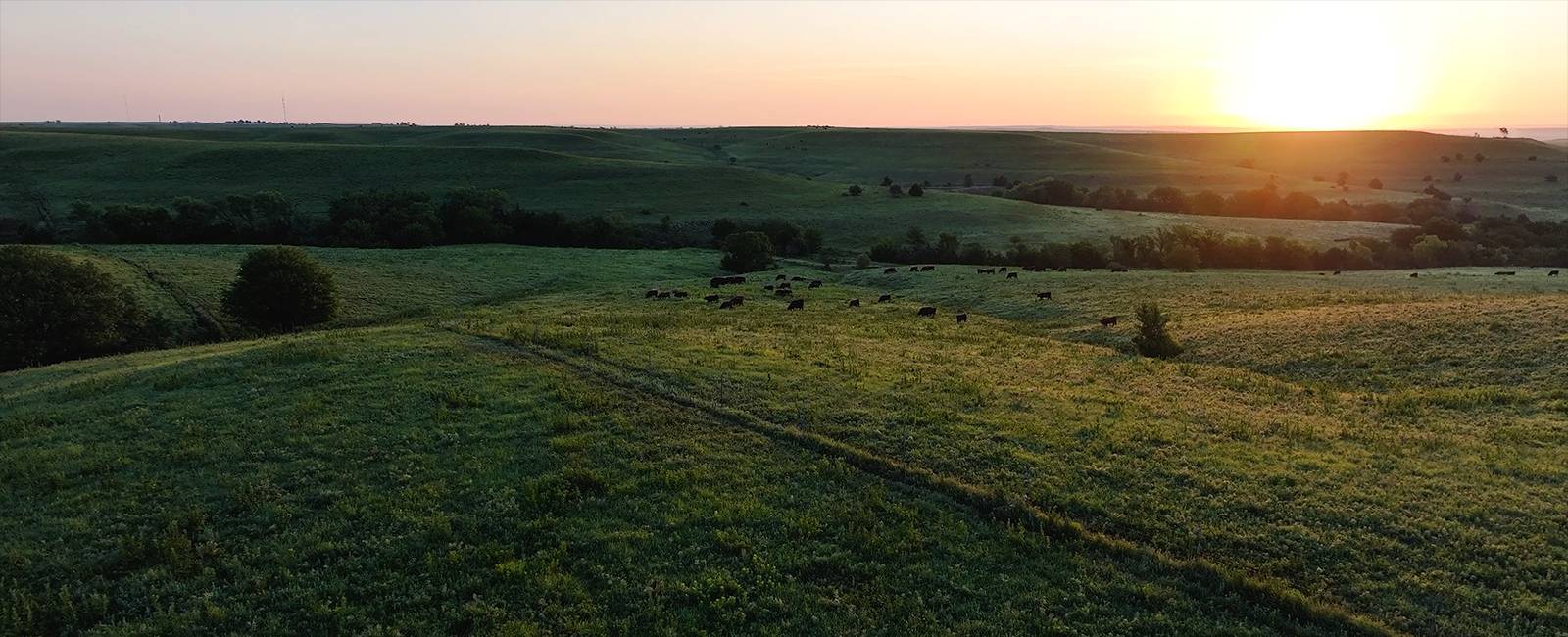 Rannells Ranch - cattle graze as the sun rises over the Flint Hills of Kansas